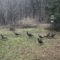 Wild Turkeys on Thanksgiving Day