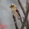 Goldfinch with Tuft