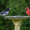 Grosbeak and cardinal