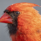 Cardinal Closeup