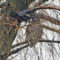 Great Horned Owl and American Crow