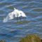 Snowy Egret Takes Off