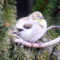 American Goldfinch with possible eye disease