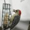Red-Bellied Woodpecker Gets Full-Bellied