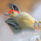 Red-bellied Woodpecker Taking Flight
