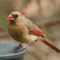 Cardinal lady on bird bath