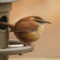Little ball of feathers at feeder