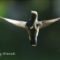 Hummingbird ballet