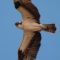 Osprey overhead.