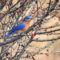 Bluebird and Winter Berries