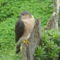 Cooper hawk  in the backyard