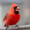 Northern Cardinal