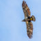 Immature Bald eagle in flight