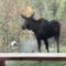 Moose visits feeder