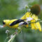 American Goldfinch and Yellow Cone Flower