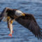 Bald Eagle With a Fish