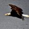 bald eagle in flight along the James River