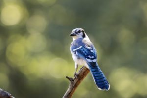 Portrait of a blue jay perched on a bare branch