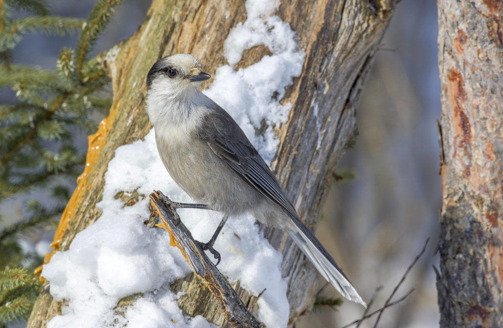 Canada Jay perched on a branch