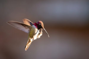 Anna's Hummingbird with foot outstretched, scratching it's chin.