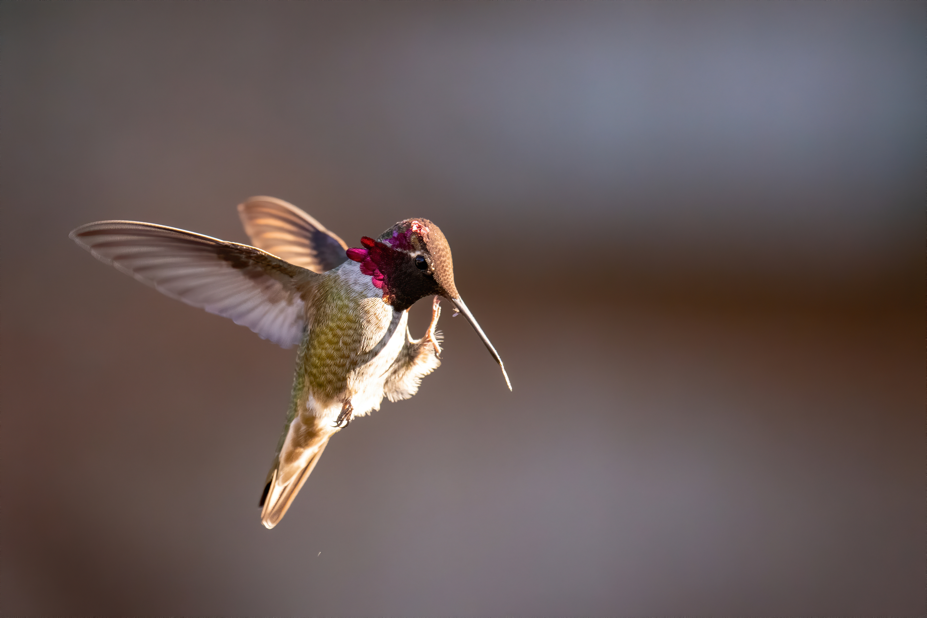 Anna's Hummingbird with foot outstretched, scratching it's chin.