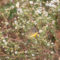 Common Yellowthroat in hiding