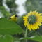 Goldfinch and Sunflower