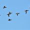 Wigeons on the Wing