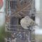 House Finch with bald patch?