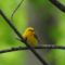 Peeking Prothonotary Warbler