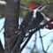 Pileated’s Berry Hungry This Winter