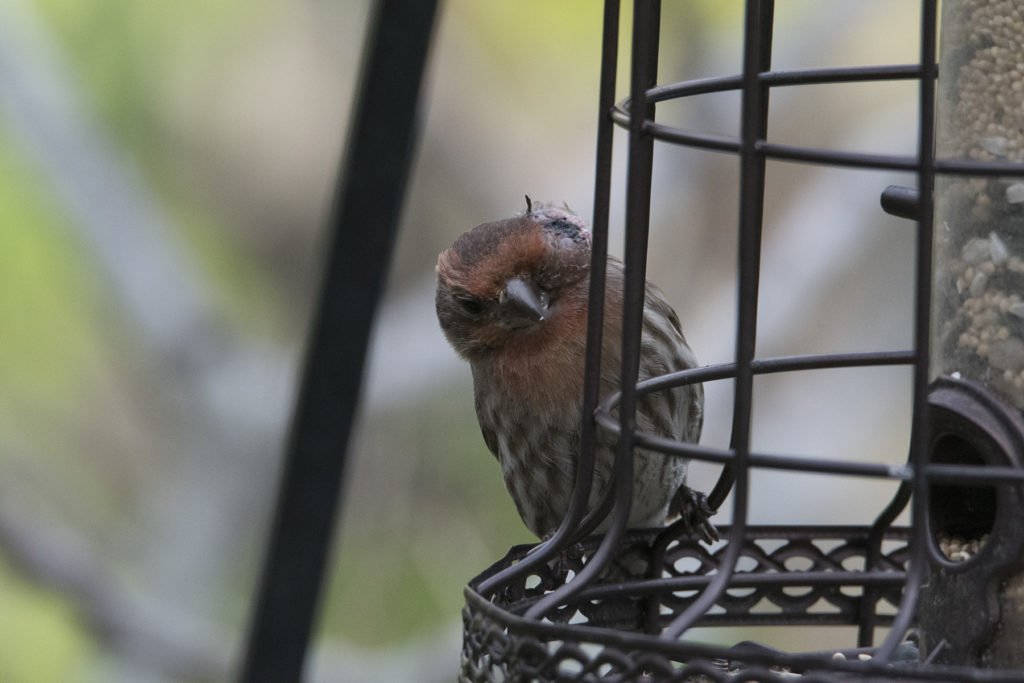 House finch eye disease - FeederWatch