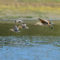 Three Dowtichers and a Godwit