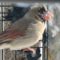 Female Cardinal with eye infection