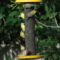 Finches feeding on my feeder