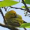 Yellow Warbler Beauty