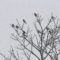 Finches on a snowy treetop