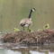 Canadian goose and yellow babies