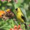 I have numberous Goldfinch who love feeding in the zinnia garden