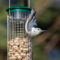 White Breasted Nuthatch on the Feeder