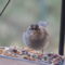 Immature White-Crowned Sparrow