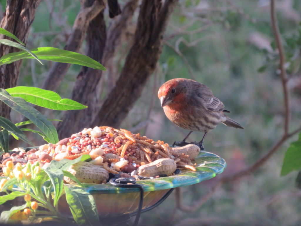 House Finch - FeederWatch