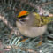 A surprise flash of yellow- Golden-crowned Kinglet