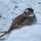 White-Throated Sparrow in the snow