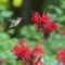Hummingbird and Bee Balm