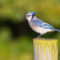 Blue Jay on a Post