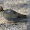 Injured/Recovering Mourning Dove