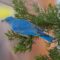 Mountain Bluebird on Eastern Red Cedar