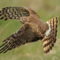 A Northern Harrier flies by very close