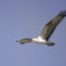 Osprey Flying High